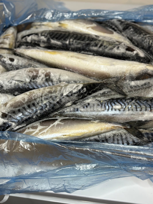 Mackerel fish (Titus fish)
